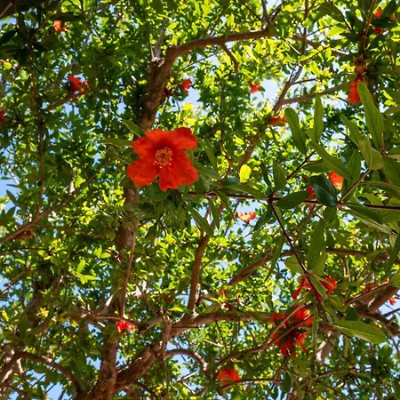 Giardino Sul Mare Hébergement de vacances